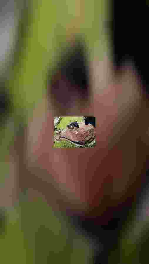 mobile.jpeg